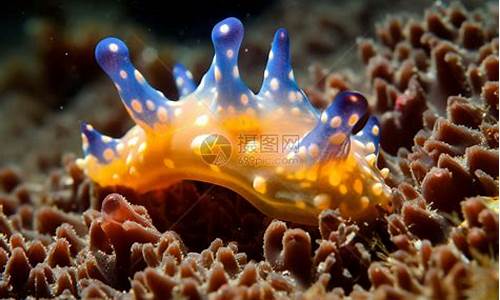 奇特海底生物，水母千姿百態(tài)，這些精彩圖片你看過嗎？