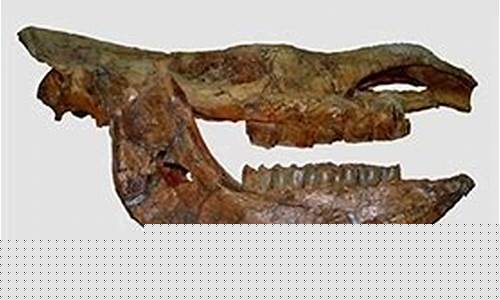 冰河紀(jì)大量哺乳動物滅亡是否因氣候變遷導(dǎo)致？