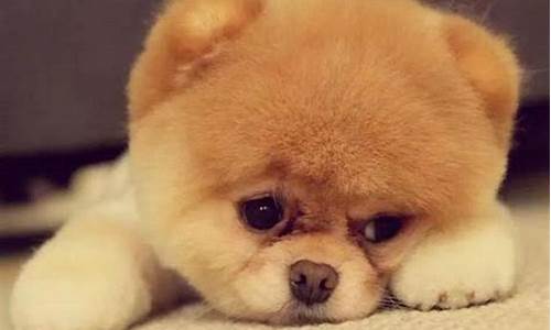 動物們是如何表達情緒的？