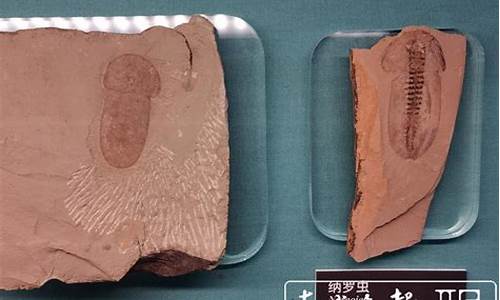 昆明魚(yú)是否是已知最古老的脊椎動(dòng)物？
