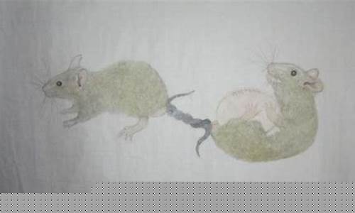 碩鼠是如何成為出色的“排雷工兵”的？