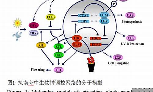 植物基因表達(dá)受生物鐘影響，這一影響是否超出了我們的預(yù)期？