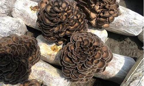 灰樹花抑癌提取工藝，專家研究有新突破了嗎？