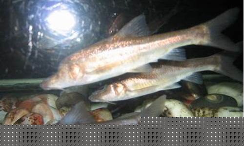 盲魚為何顯得如此古怪？