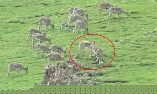 雪豹為何闖入羊群？牧民如何將其救出？野生動物保護該如何加強？