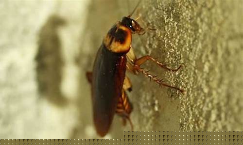 昆蟲如何成為霉菌、蟑螂和蚊子的“鐘點工”？