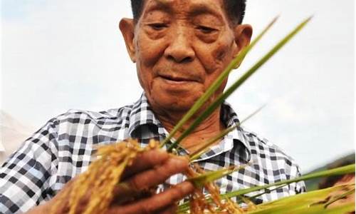 雜交水稻之父袁隆平是否再次創(chuàng)造世界水稻育種奇跡？