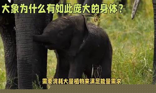 大象身材如此龐大，為何沒有天敵？
