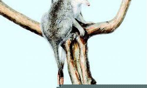 中國袋獸是否為有袋類動物祖先？
