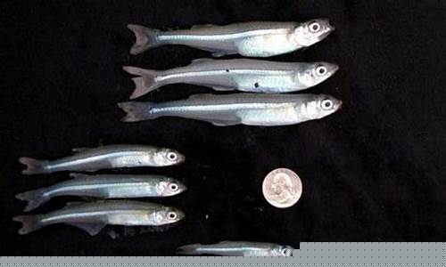 科學(xué)家是如何讓魚類長(zhǎng)出兩條尾巴的？