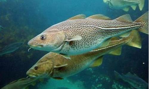 南極鱈魚如何抵御嚴(yán)寒？