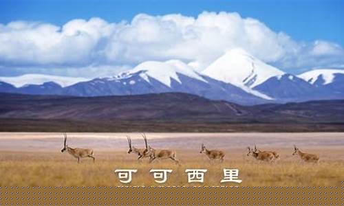 探索藏羚羊傳奇：高原精靈背后有哪些動人故事？