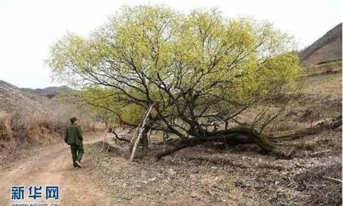 河北隆化一棵古樹如何移動了150米？