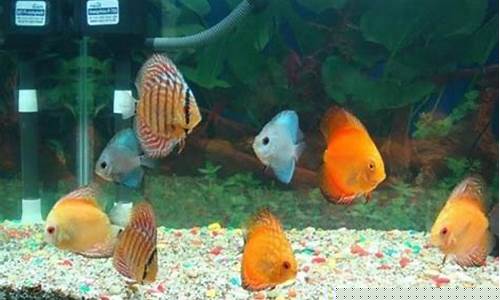 熱帶魚是如何形成其獨特體形的？
