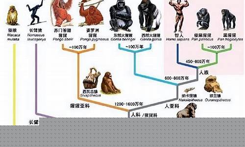 人類起源與猴子之間的進(jìn)化關(guān)系是怎樣的?