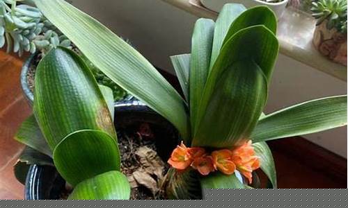 探索植物世界中的習俗文化傳承有何特點？