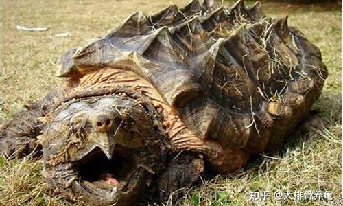 為何怪動物鱷龜會天降？