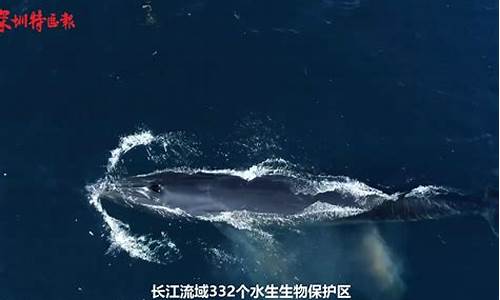 為何中國在鯨類保護(hù)問題上對日本的捕撈計(jì)劃表示關(guān)切，引發(fā)多國譴責(zé)？