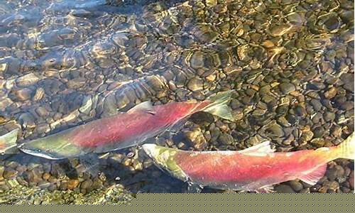 加拿大山水游：三文魚(yú)是如何壯哉景象的？