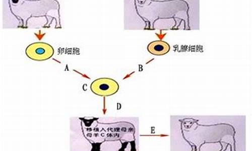 克隆多利羊的實驗室是否被批準制造人類胚胎？
