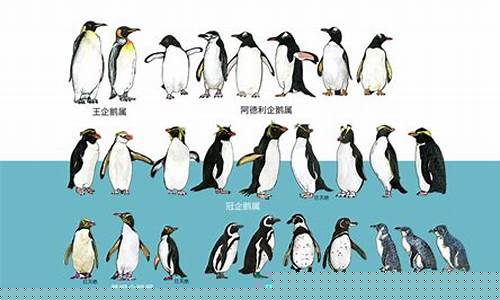 企鵝的祖先究竟是誰(shuí)？