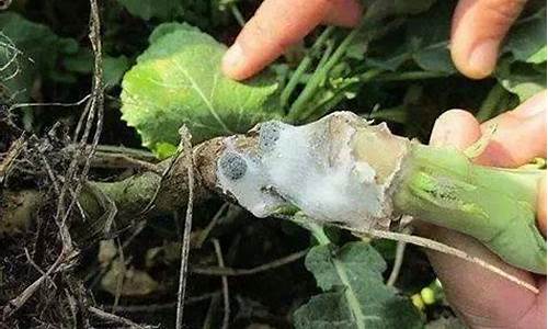 病菌究竟有多聰明？人類(lèi)與病菌的持久戰(zhàn)如何繼續(xù)？