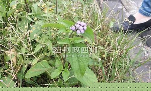 紫莖澤蘭入侵重慶，為何所到之處寸草不生？