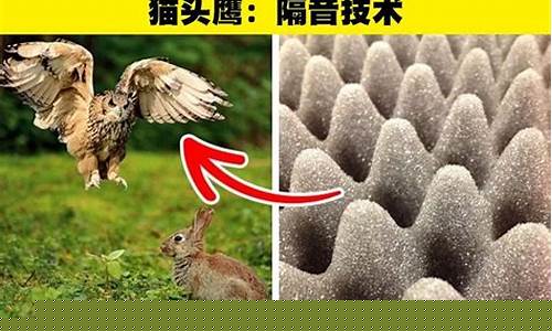 人類相對(duì)于動(dòng)物有哪些顯著的不同之處？