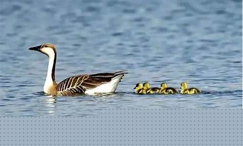游客如何與鳥類進(jìn)行互動交流？