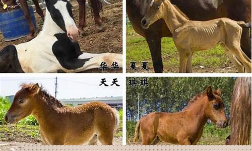 克隆馬誕生，是姐姐生妹妹的嗎？