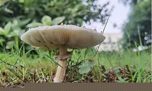 冰蘑菇是如何形成的？