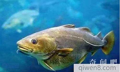 南極鱈魚如何抵御嚴(yán)寒？