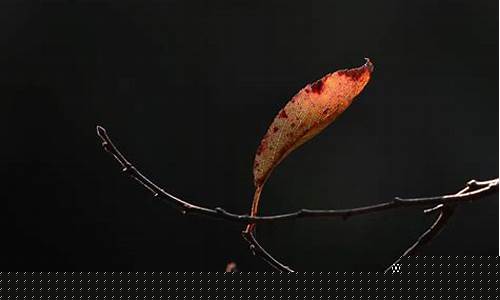 文學(xué)作品中對死亡主題的探討