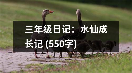 三年級日記：水仙成長記 (550字)