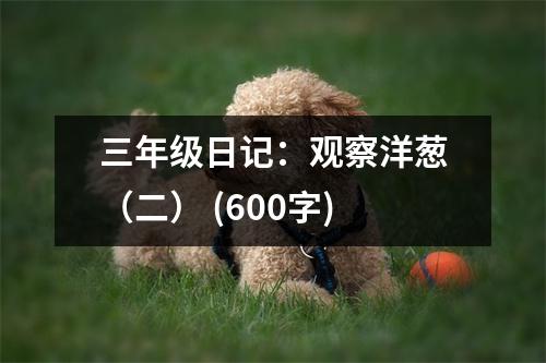 三年級(jí)日記：觀察洋蔥（二） (600字)