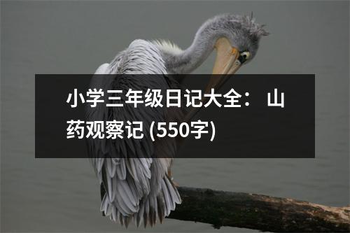 小學(xué)三年級日記大全： 山藥觀察記 (550字)