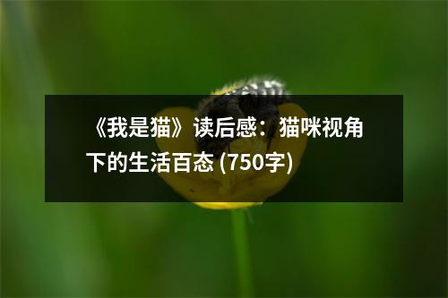 《我是貓》讀后感：貓咪視角下的生活百態(tài) (750字)