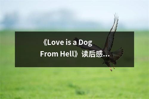 《Love is a Dog From Hell》讀后感：狗的溫情讓人淚目 (700字)