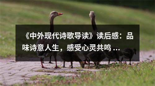 《中外現(xiàn)代詩歌導讀》讀后感：品味詩意人生，感受心靈共鳴 (850字)