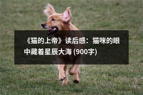 《貓的上帝》讀后感：貓咪的眼中藏著星辰大海 (900字)