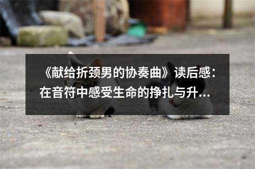 《獻給折頸男的協(xié)奏曲》讀后感：在音符中感受生命的掙扎與升華 (1150字)