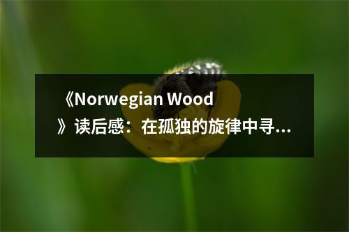 《Norwegian Wood》讀后感：在孤獨的旋律中尋找共鳴 (800字)