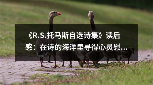 《R.S.托馬斯自選詩集》讀后感：在詩的海洋里尋得心靈慰藉 (1050字)