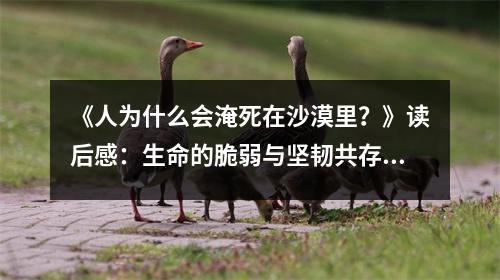 《人為什么會淹死在沙漠里？》讀后感：生命的脆弱與堅韌共存 (750字)