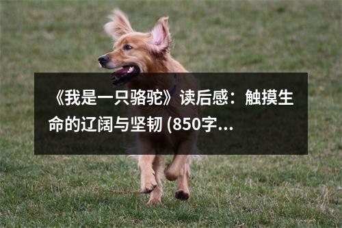 《我是一只駱駝》讀后感：觸摸生命的遼闊與堅(jiān)韌 (850字)