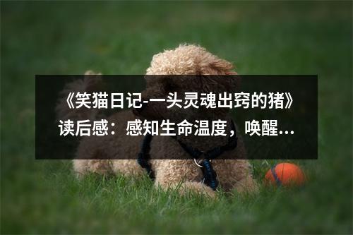 《笑貓日記-一頭靈魂出竅的豬》讀后感：感知生命溫度，喚醒內(nèi)心善良 (1100字)