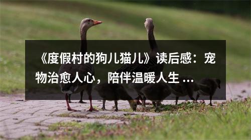 《度假村的狗兒貓兒》讀后感：寵物治愈人心，陪伴溫暖人生 (850字)