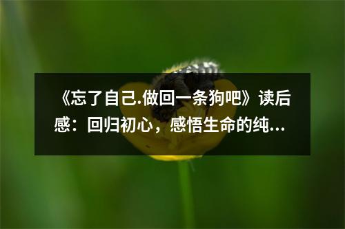 《忘了自己.做回一條狗吧》讀后感：回歸初心，感悟生命的純真與快樂 (800字)