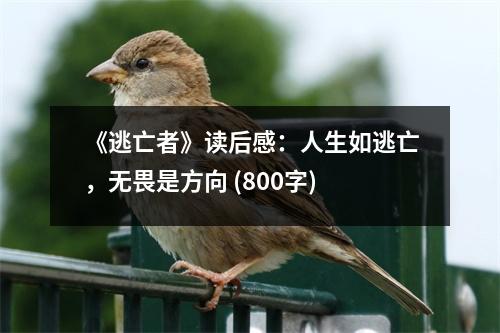 《逃亡者》讀后感：人生如逃亡，無(wú)畏是方向 (800字)
