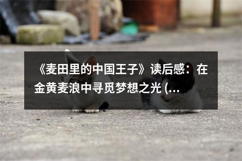 《麥田里的中國王子》讀后感：在金黃麥浪中尋覓夢想之光 (950字)
